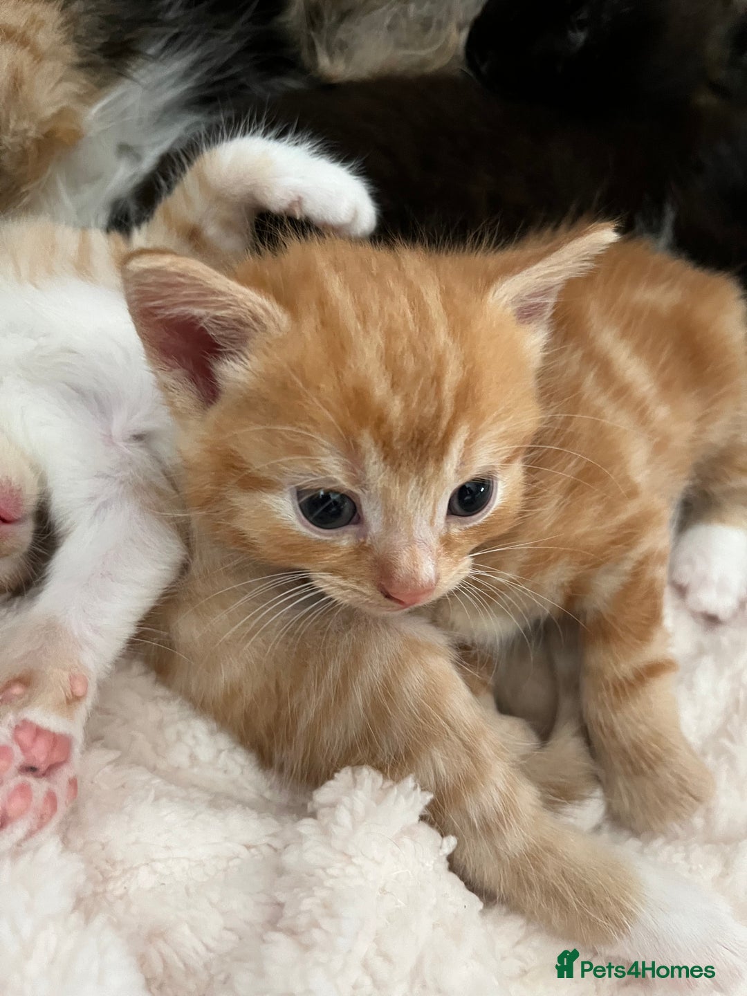 Persian cats for sale: Lovely little kittens  - Image 5