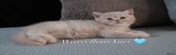 British Shorthair cats for sale: TICA British Shorthair & Longhair Kittens  - Advert 19