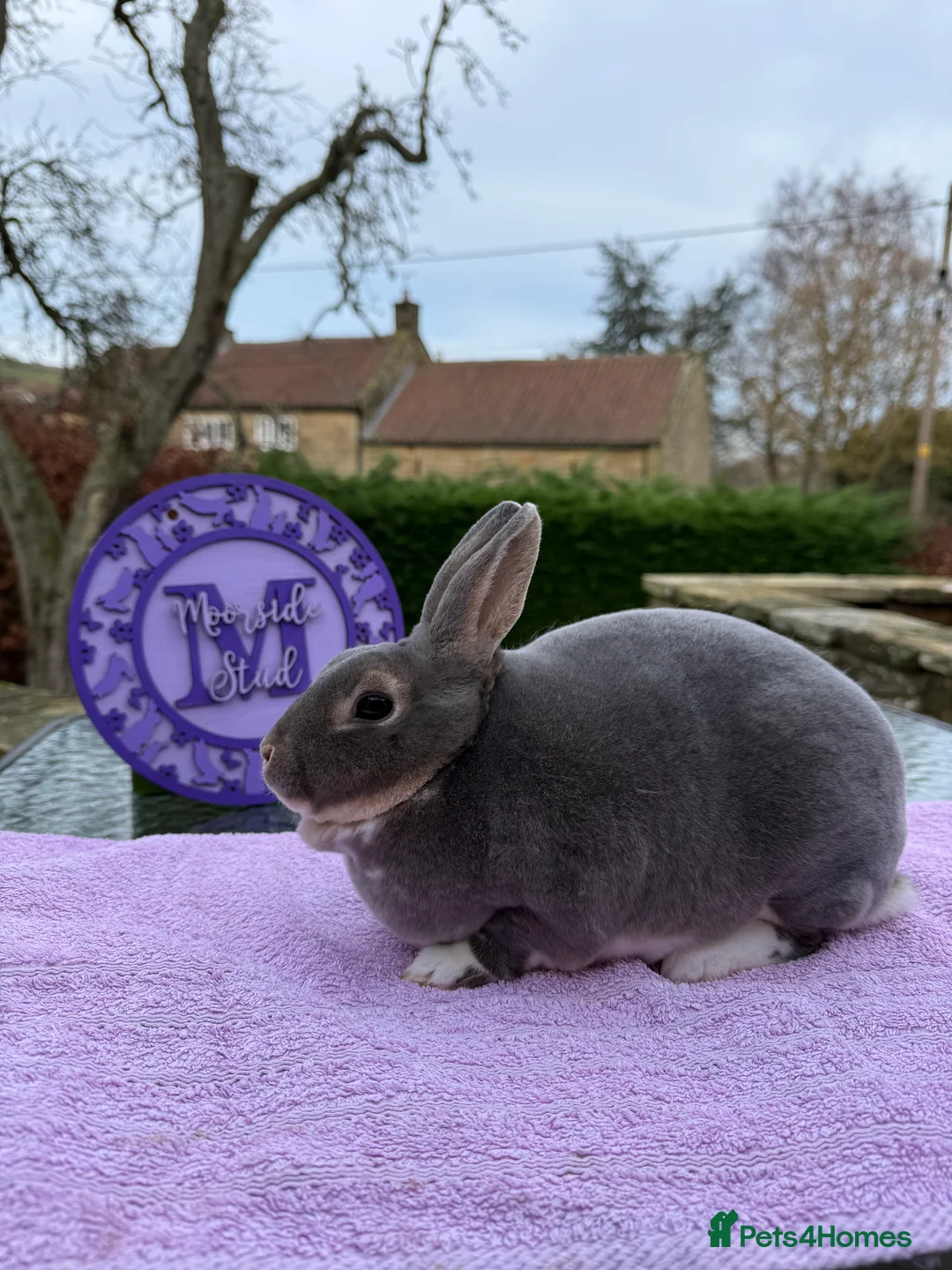 Rex rabbits for sale: Purebred Adult and Junior Mini Rex Available - Advert 5