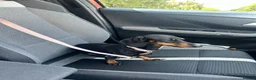 Miniature Dachshund dogs for sale: Meet Bambi  - Advert 4