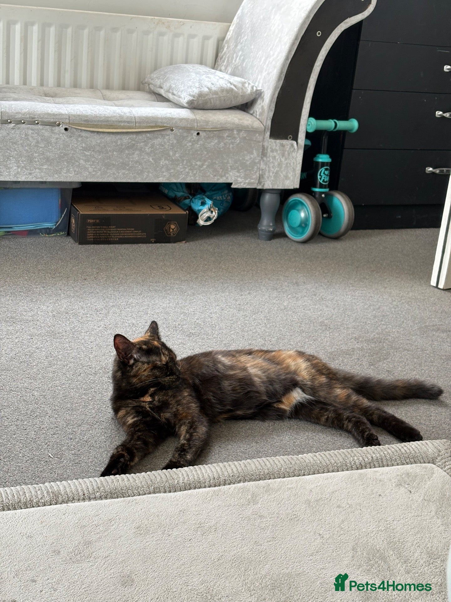 British Shorthair cats 1 year old lovely cat  - Advert 1