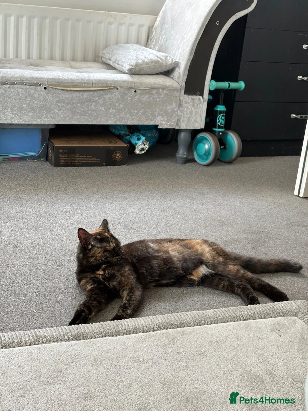 British Shorthair cats for sale: 1 year old lovely cat  in London - Advert 1