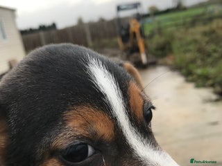 Jack Russell dogs for sale - Advert 1