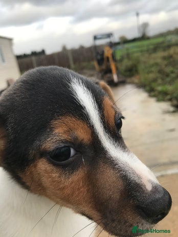 Jack Russell dogs - Advert 2