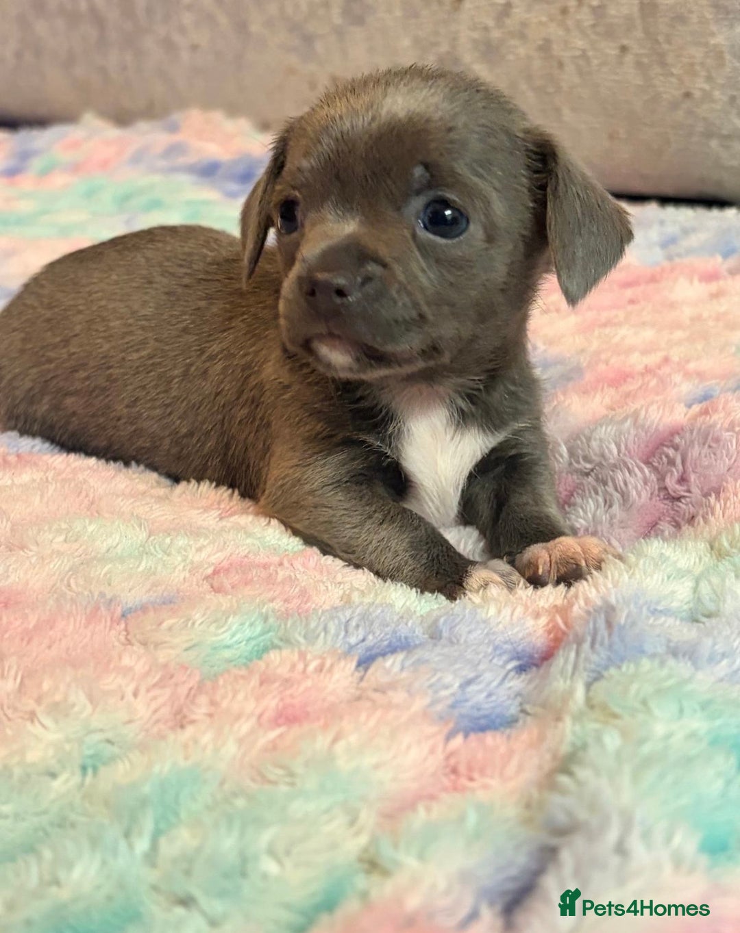 Chihuahua dogs for sale: Tiny Chihuahua puppies - Advert 5