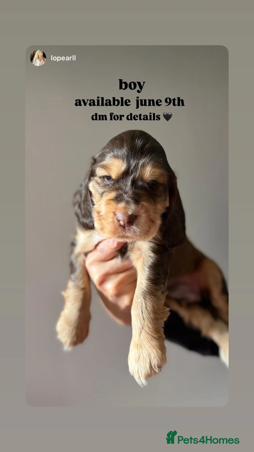 Cocker Spaniel dogs for sale: Pedigree Cocker Spaniels  - Advert 6
