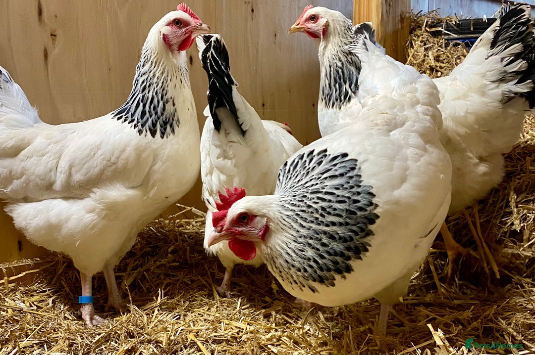 Chickens poultry for sale: Light Sussex  - Advert 2