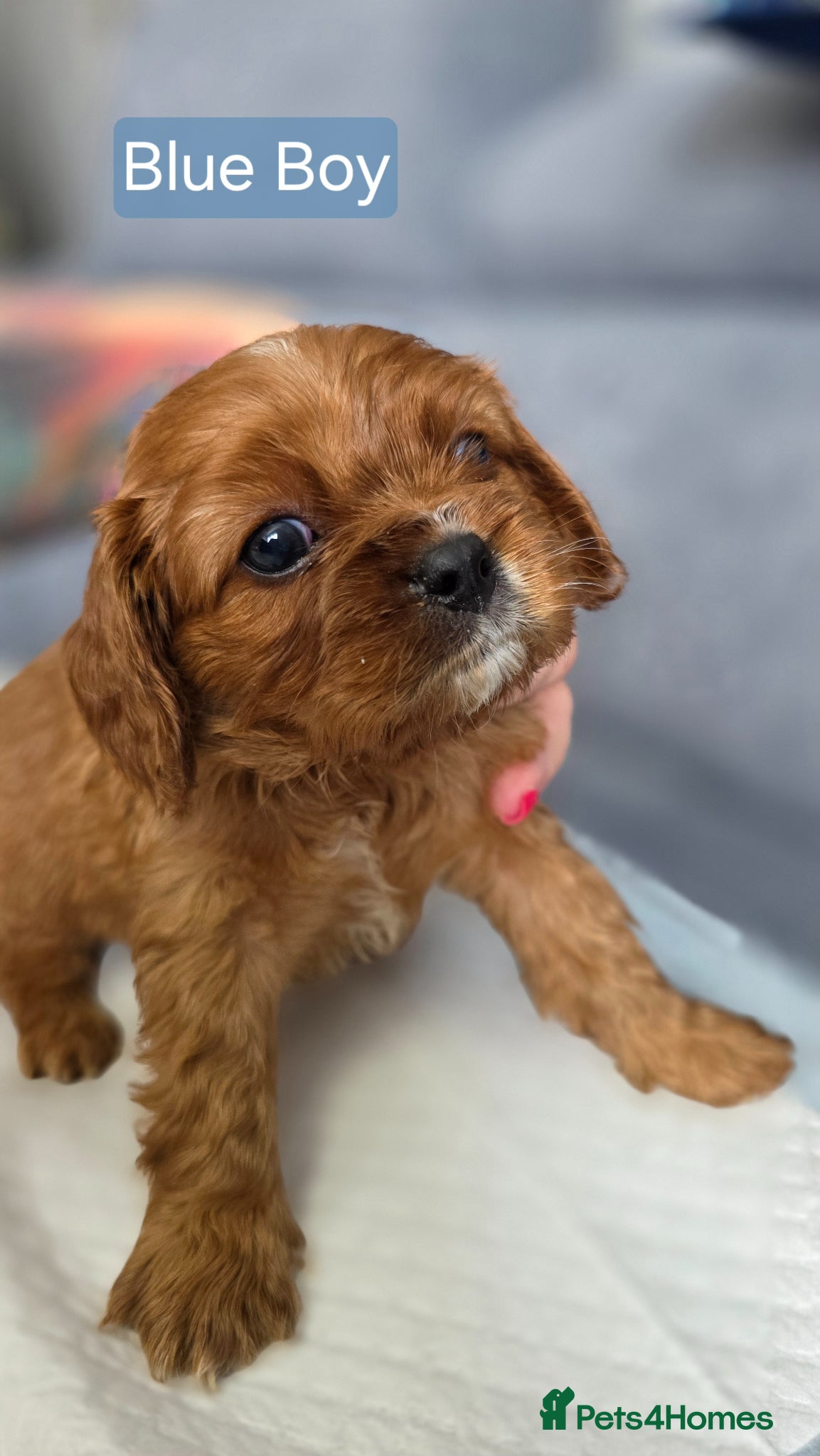 Cavalier King Charles Spaniel dogs for sale: Beautiful Cavalier King Charles Spaniel  in Nottingham - Advert 12