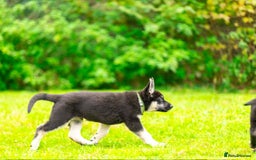 Sheepadoodle dogs for sale: East-European shephe - Image 5