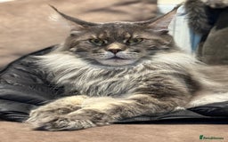 Maine Coon cats for stud: XL Russian Stud 🔥💚 in Bradford - Image 1