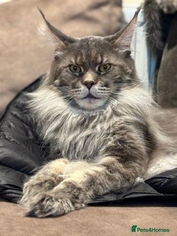 Maine Coon cats XL Russian Stud 🔥💚 in Bradford - Advert 10