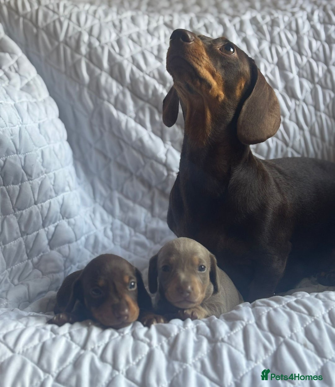 Miniature Dachshund dogs for sale: Kennel club registered dachshund puppys PRA clear  - Image 5