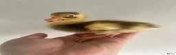 Ducks poultry for sale: Unsexed Indian Runner Ducklings - Advert 17