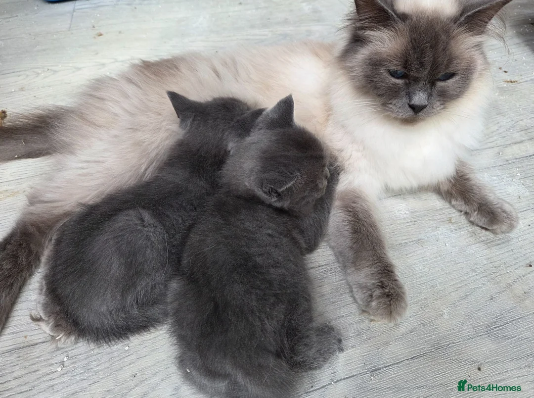 Ragdoll cats for sale: Ragdoll cross British Short hair - Advert 16