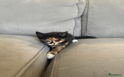 Mixed Breed cats for sale: Mixed Ragdoll / Tabby Adorable Kittens  - Image 10