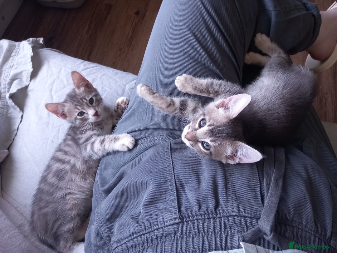 Bengal cats for sale: BENGAL Cross Kittens ♡ BLUE | READY NOW - Image 2