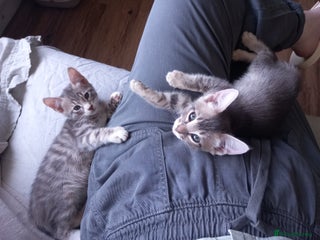 Bengal cats BENGAL X Kittens ♡ 1 LEFT! BLUE BOY 🩵 - Advert 1