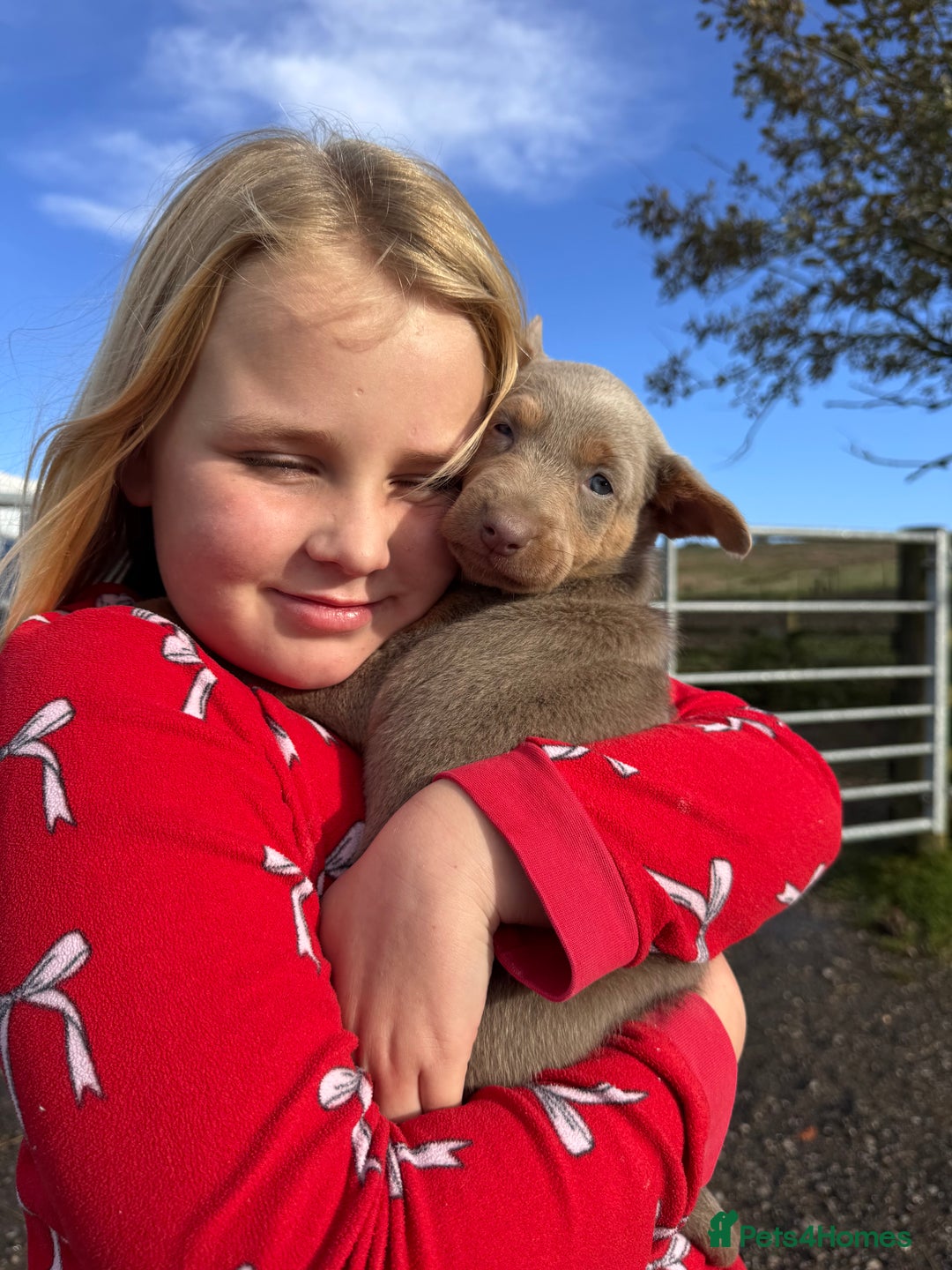 Australian Kelpie dogs for sale: Australian Kelpie Puppies WKC Registered - Image 37