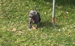 Staffordshire Bull Terrier dogs for sale: Beautiful litter of Staffordshire Terrier puppies - Image 3