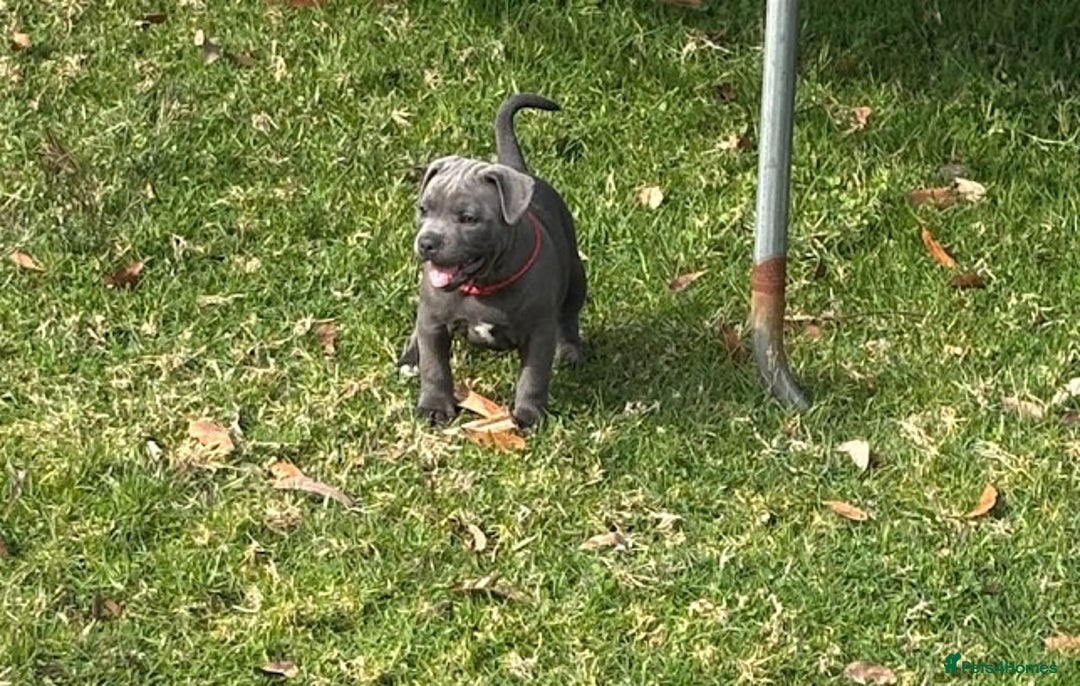 Staffordshire Bull Terrier dogs for sale: Beautiful litter of Staffordshire Terrier puppies - Image 3