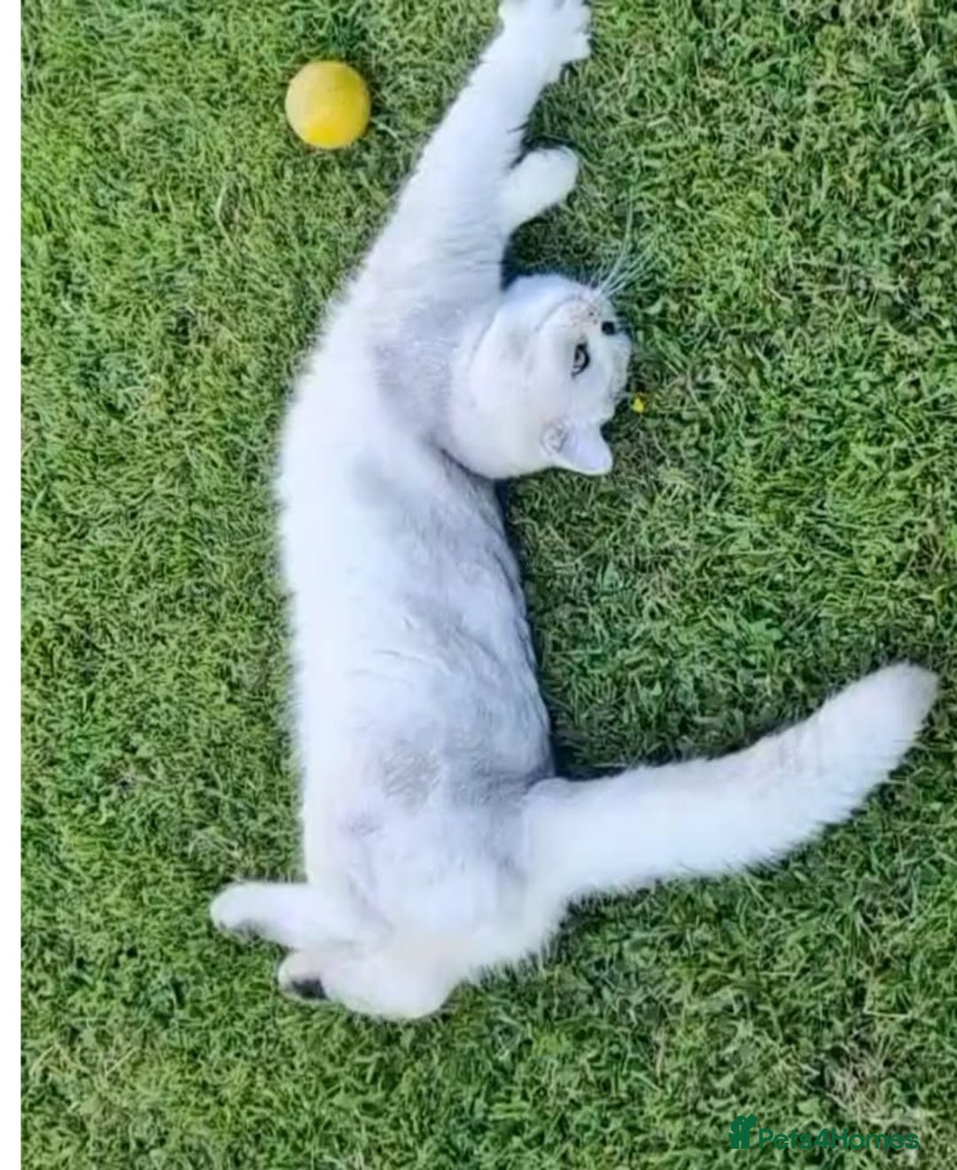 British Shorthair cats for stud: ❤ British Short Hair Active Stud ❤ Champion ❤ in Doncaster - Advert 11