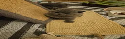 British Shorthair cats for sale: Champion lines British Shorthair kittens  - Advert 8