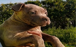 Staffordshire Bull Terrier dogs for sale: ‼️READY NOW Blue Staffy puppies 8 week old‼️ in Birmingham - Image 2