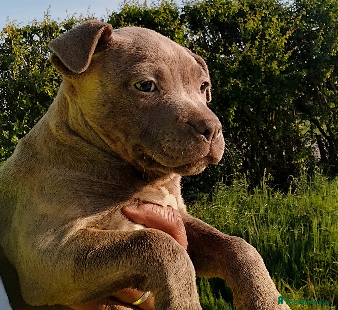 Staffordshire Bull Terrier dogs for sale: ‼️READY NOW Blue Staffy puppies 8 week old‼️ in Birmingham - Image 2