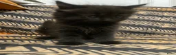 Mixed Breed cats for sale: Half Persian kittens for sale  - Advert 6