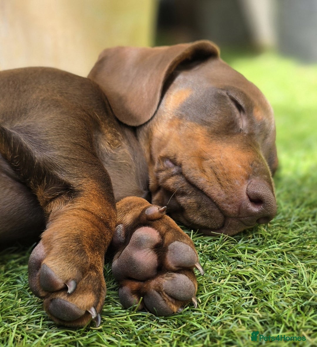 Miniature Dachshund dogs for sale: KC Reg Miniature Dachshunds - IVDD 0/0 (Dad) in Tavistock - Image 6