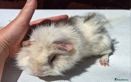 Guinea Pig rodents for sale: Beautiful Guinea Pigs For Sale (as the pair) in Nuneaton - Image 4