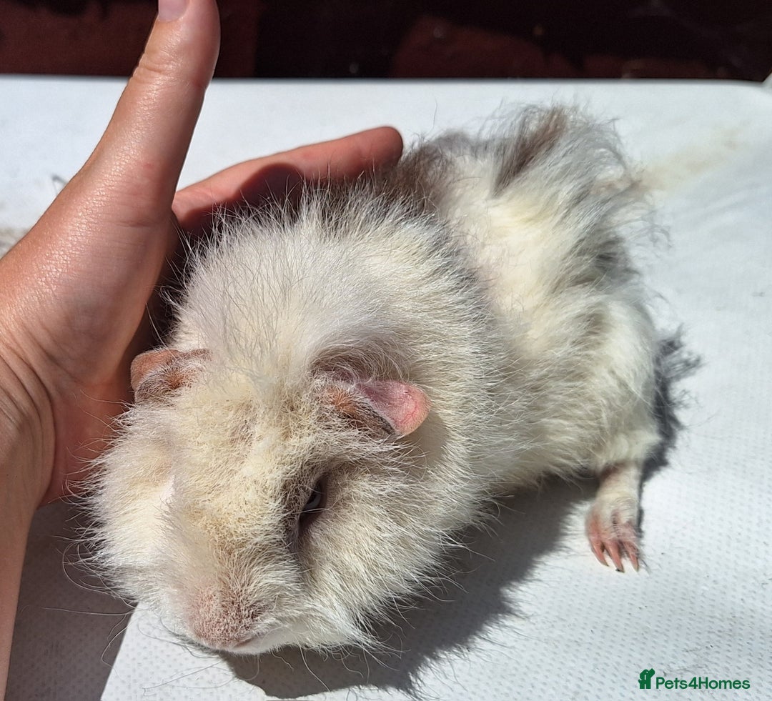 Guinea Pig rodents for sale: Beautiful Guinea Pigs For Sale (as the pair) in Nuneaton - Image 4