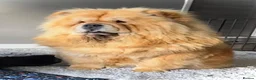 Chow Chow dogs for sale: 🧸Beautiful chow chow puppies 🧸 - Advert 18