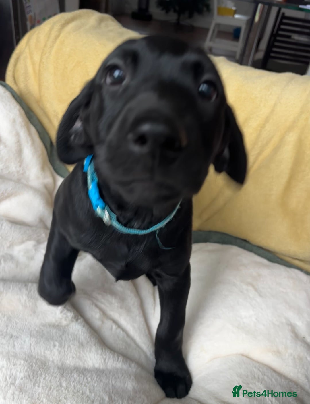 Labrador Retriever dogs for sale: KC Fully Health Tested Outstanding Working Line - Advert 26