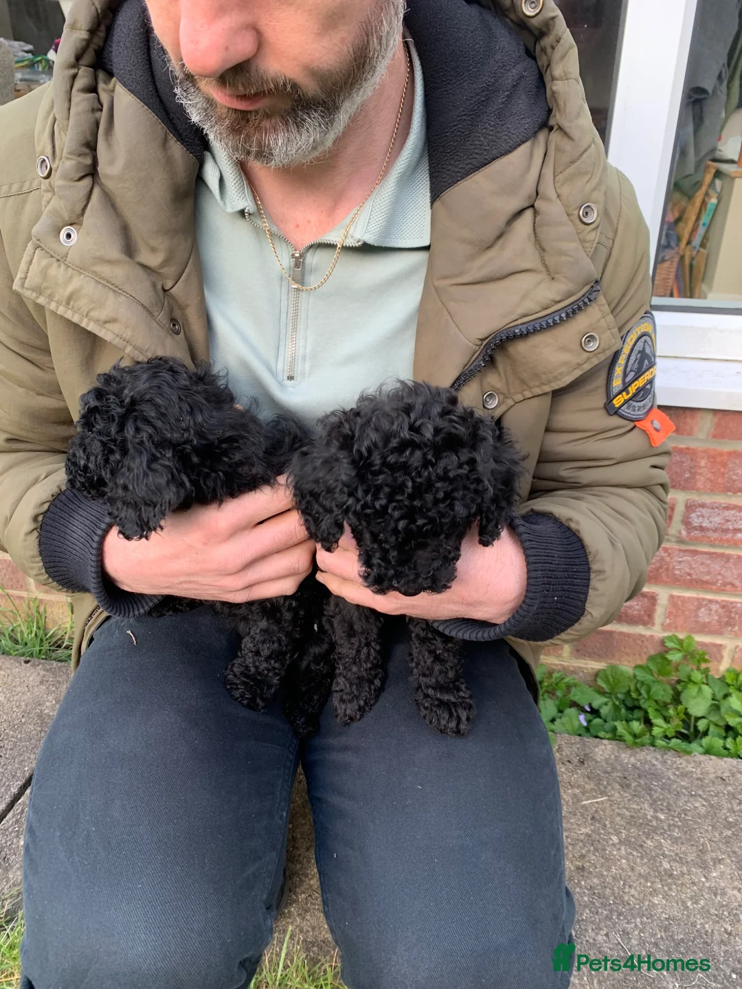 Toy Poodle dogs for sale: Beautiful Toy poodles for sale - Advert 2