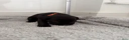 Cane Corso dogs for sale: 10 stunning cane corso puppies for sale!! - Advert 19