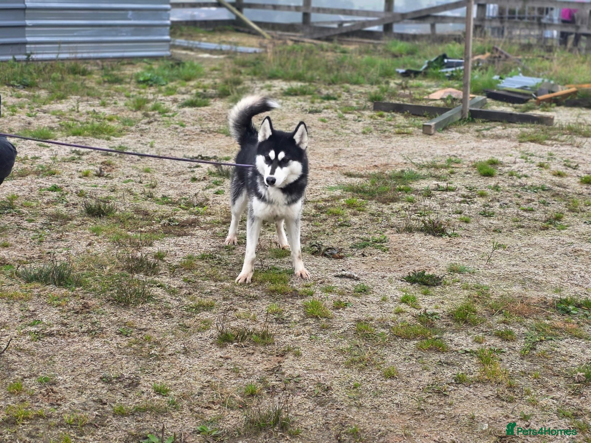 Siberian Husky dogs 17 month old KC Reg Male for sale - Advert 1