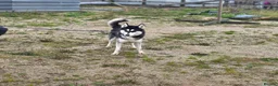 Siberian Husky dogs for sale: 17 month old KC Reg Male for sale - Advert 1