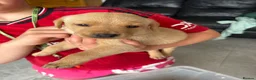 Labrador Retriever dogs for sale: 8 beautiful labradors for sale.  - Advert 9