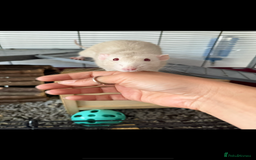 Rat rodents for sale: Two boys RATS  - Image 3