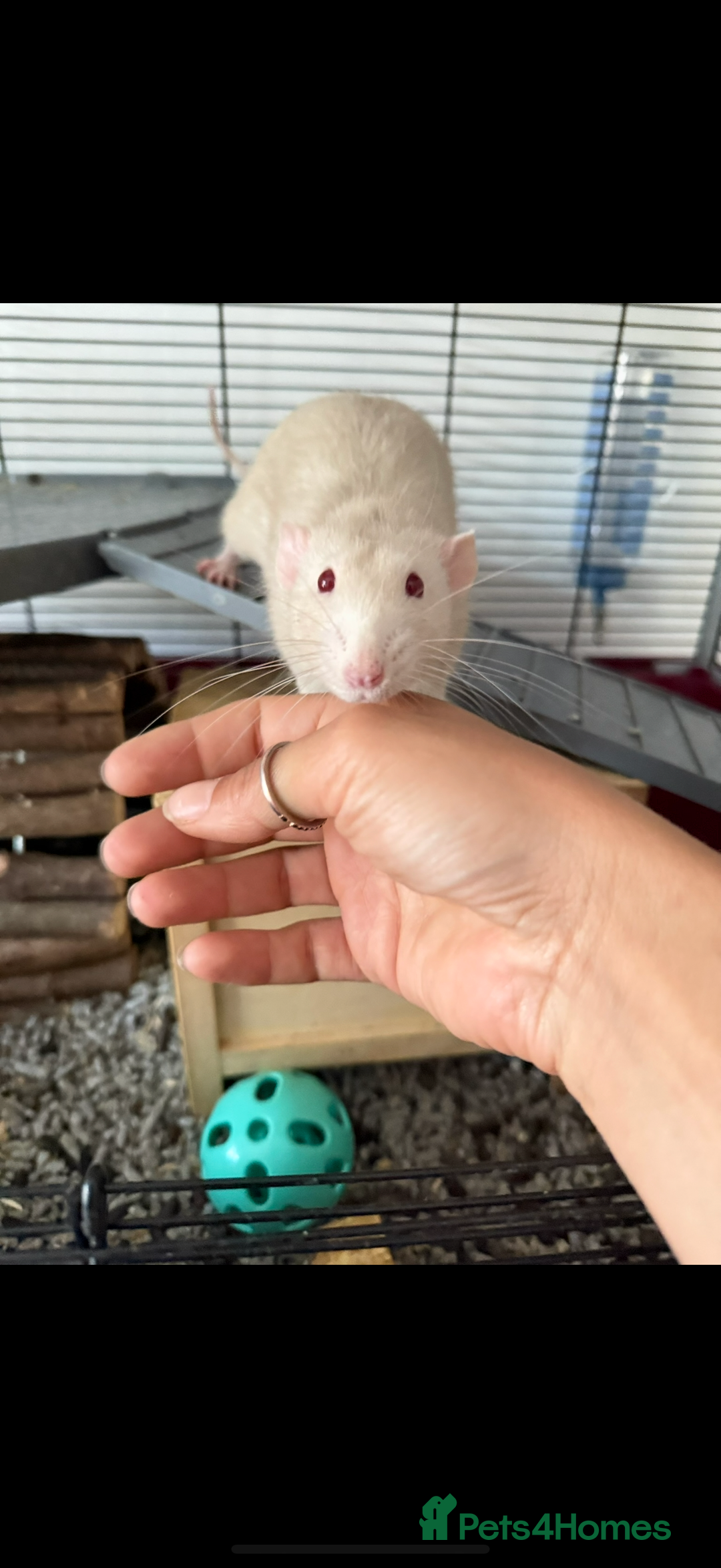 Rat rodents for sale: Two boys RATS  - Image 3