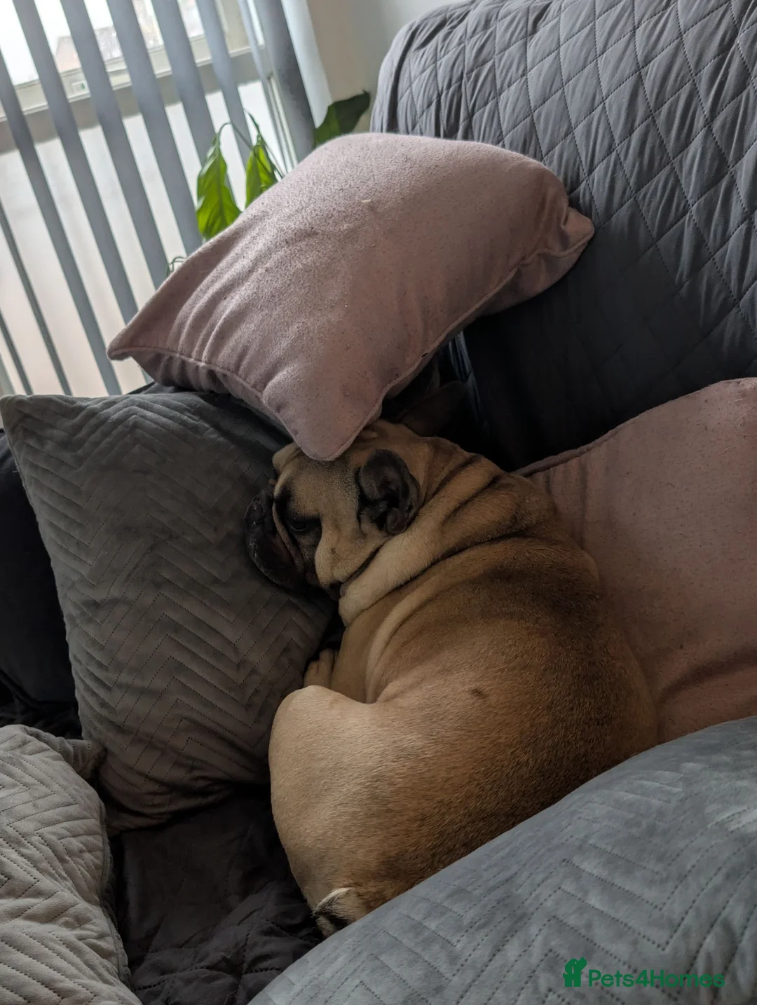 French Bulldog dogs for sale: 6 year old intact frenchie - Advert 2