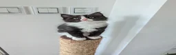 Ragdoll cats for sale: Ragdoll kittens - Advert 24