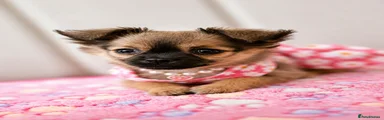 Pomchi Puppy 1