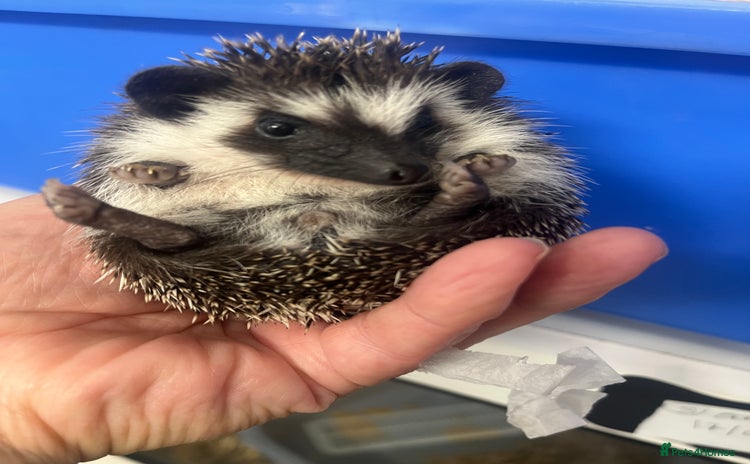 Pygmy Hedgehog rodents - Advert 3