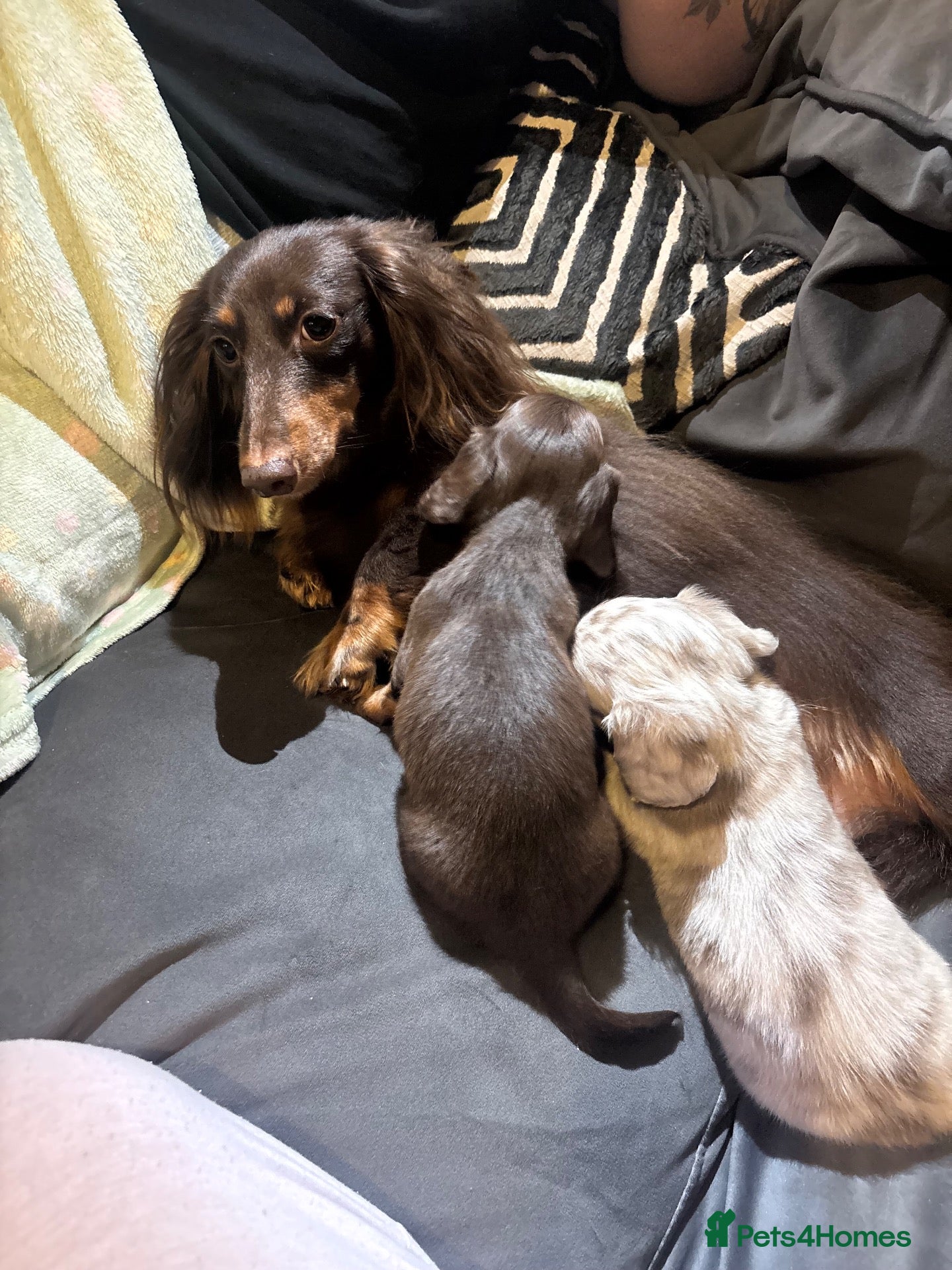 Dachshund dogs for sale: Miniature dachshund  - Advert 3