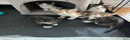 Mixed Breed cats for sale: 5 adorable kittens  - Advert 17