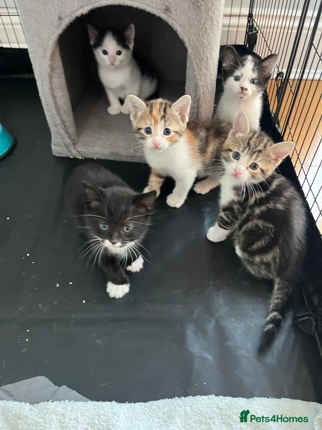 Mixed Breed cats for sale: 5 adorable kittens  - Advert 17