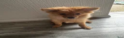 Pomeranian dogs for sale: Boy Pomeranian Puppy  - Advert 8