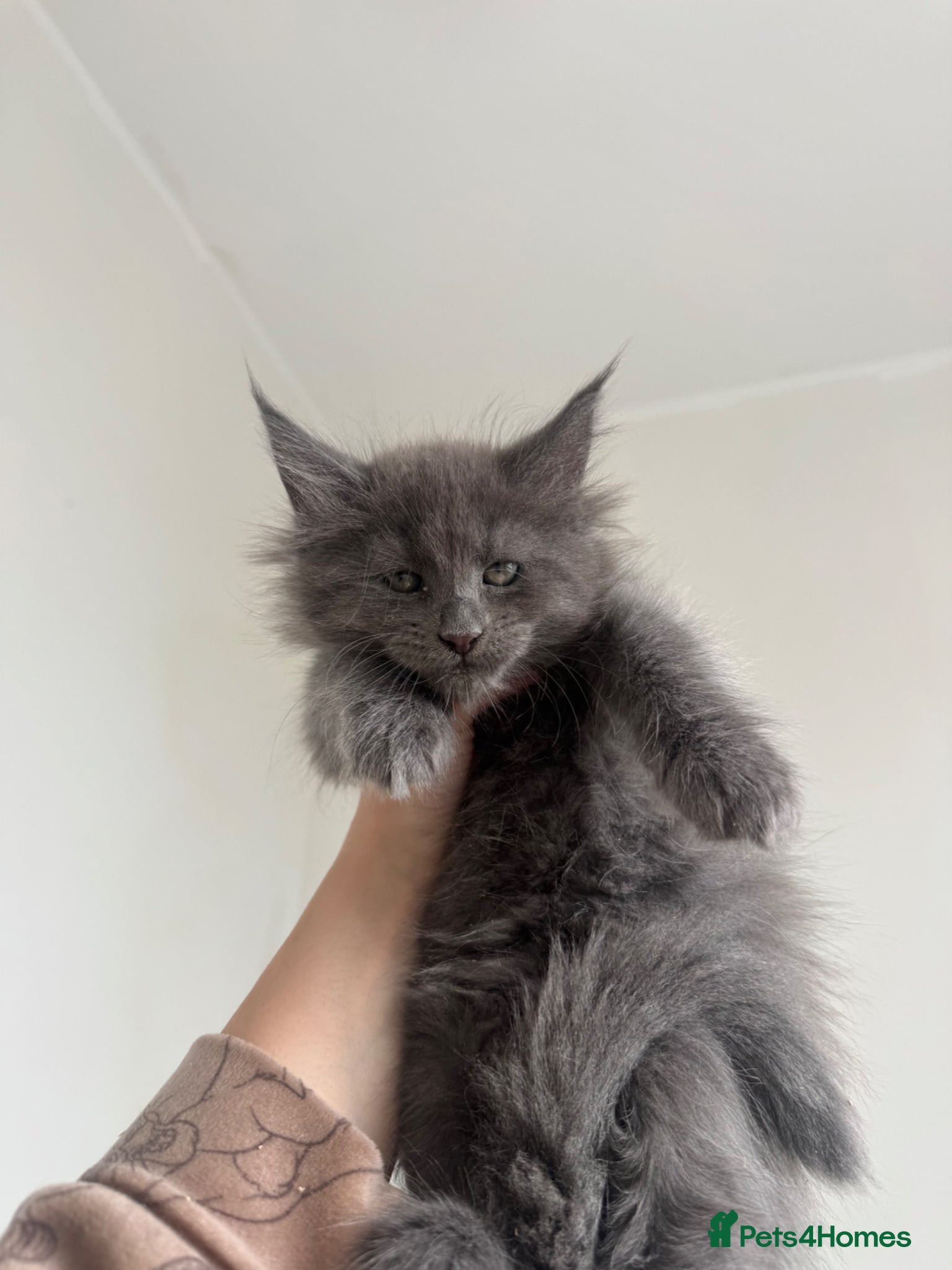 Maine Coon cats TICA Black&Blue Smoke Maine Coons - Advert 7
